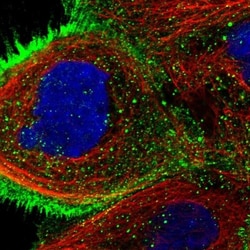 KIF2B Antibody, Novus Biologicals:Antibodies:Primary Antibodies